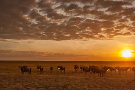 Kenya. Africa. Wildebeests. Travel to Africa. Animals Kenya. Safari. Sunset in Savanna. Herd of wildebeests. Wild animals.の写真素材