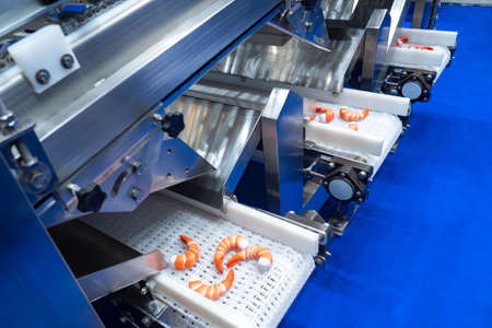 Fish processing enterprise equipment. Production of semi-finished fish products. Conveyor for processing sea products. Shock freezing shrimp. Production of frozen semi-finished products.の写真素材