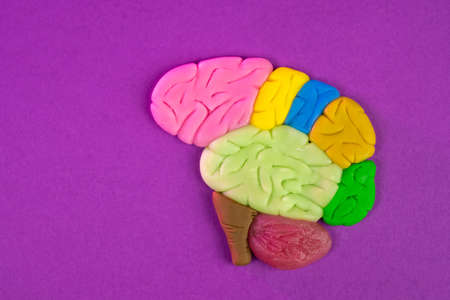 Intellect. Human brain on a pink background. Multi-colored brain. Concept - creativity in thinking. Different colors represent creativity. Creative education. Finding a creative employee for companyの写真素材