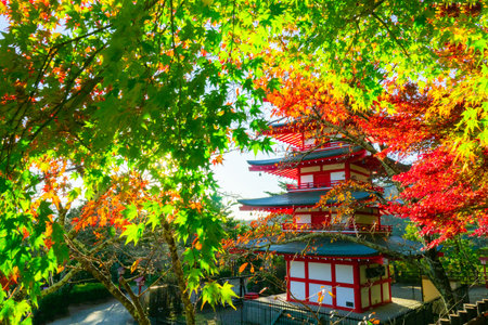 Japan landscape. Fujiyoshida city. Japanese maple leaves on background of pagoda. Colorful trees in Japan. Pagoda in Fujiyoshida in autumn. Red Japanese maple tree next to Buddhist temple.のeditorial素材