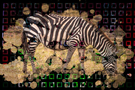Zebra. Background with the image of animals. Texture of squares on a dark background. The fauna of Africa. Zebra is eating grass. Zoo Background using animals. Zebra next to dry grassの写真素材
