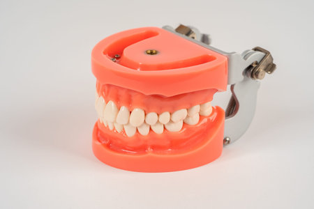 The closed human jaw in close-up. Mock-up of the jaw. Dental manual. Dental health. Correction of...