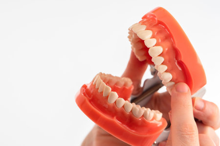 Dental health. The dentist holds a mock-up of the jaw. Place for the text. A close-up model of a...