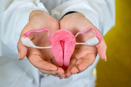 Uterus and ovaries. Women health symbol. Female reproductive and sexual health. Reproductive system model uterus between two palms. Female reproductive organs. Questions of conception and gestation.の写真素材