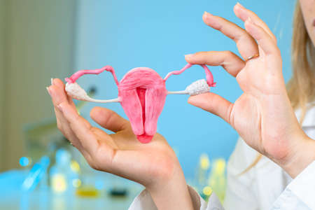 Women health. Female uterus. Female reproductive system. Human anatomy. Woman reproductive organs. Layout of the location of the organs of the uterus, cervix, ovaries. Female doctor with womb mockup.の写真素材