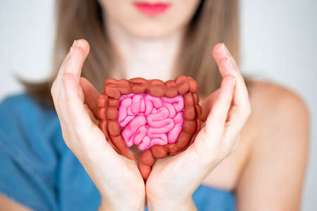 Intestinal health concept. Caring for health of organism. Caring for human intestinal microflora. Girl with intestinal tract layout. Model of intestines in her palms. Selective focus.の写真素材