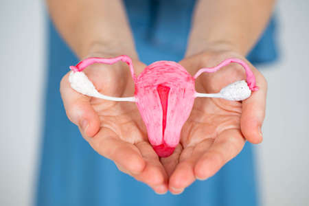 Uterus with ovaries. Model of uterus with ovaries in hands of woman. Girl with layout of ovaries in her hands. Uterus anatomy concept. Anatomy of female body. Blurred girl in background.の写真素材