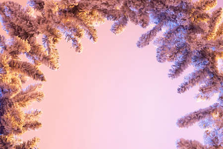 Christmas background. Design for photography. Background with conifer frame. Coniferous branch in the snow. A sprig of conifer in snowflakes. Background for the new year. Christmas twig frameの写真素材