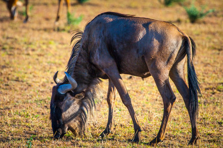 Kenia. Africa. Wildebeest. The fauna of Africa. Antelope is planted in the fields of Kenya. The wildlife of Kenya. Wildebeest eats grass. Nature reserve. Wild animals. Hoofed animal. Artiodactylsのeditorial素材