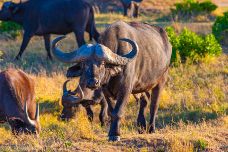 Kenia. Africa. Buffalo. Adult Buffalo in Masai Mara National Park. Wild animals in the reserve of Kenya. The buffalo is looking at the camera. Ecotourism in Kenya. Traveling through wild Africa.のeditorial素材
