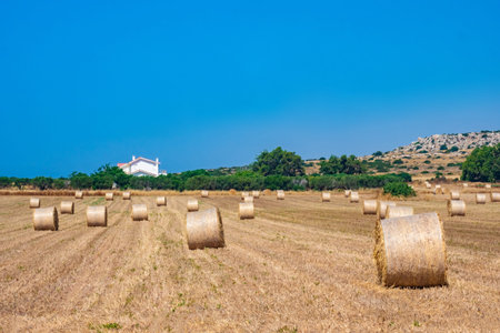 Hay. Collection of dry grass. Process of collecting straw. Bales of fat lie on the field....