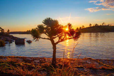 Conifer tree. Northern landscape. Pine on the lake. Northern nature. The sun shines through the tree. Summer sunset. Shore of the Forest Lake. Lonely tree. The nature of Russia. Ladoga. Karelia.の写真素材