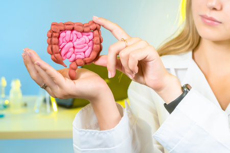 gastrointestinal tract. Human intestinal health. Detailed model of intestinal tract. Caring for human digestive system. Selective focusing of background. Organs of human digestive systemの写真素材