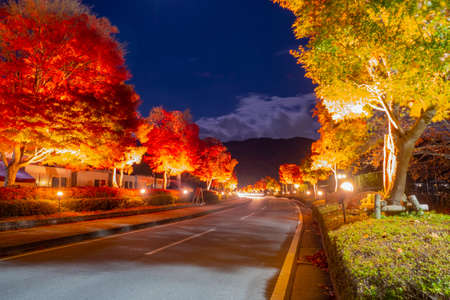 Japan. Empty road in the suburbs of Tokyo. night road. Large multi-colored trees stand along the edges of the road. Tree Japan. Regions of Japan at night. cityscape of night. Lights illuminate way.の写真素材