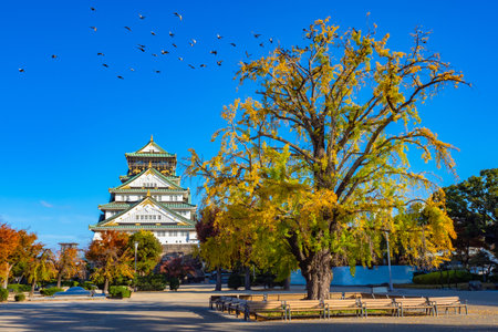 Japan. Osaka. Japanese-style castle. Samurai castle in the city of Osaka. Excursions to Osaka Castle. big autumn tree in japan. Japanese landmarks on a background of blue sky. East Asia.のeditorial素材