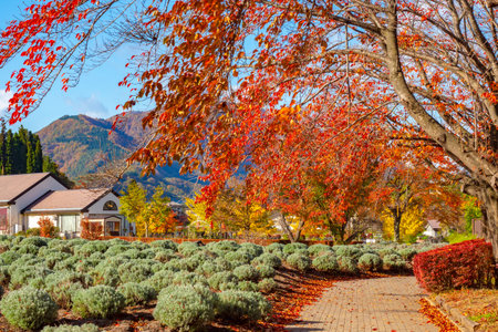 Japan. Territory of hotels near Lake Kawaguchiko. Nature of Fujikawaguchiko. Colorful trees of...