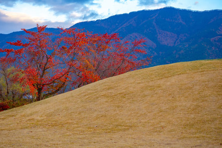 Japan. Fujikawaguchiko. Yagizaki Park. Park on the banks of Kawaguchiko. red glue. Autumn maple on...