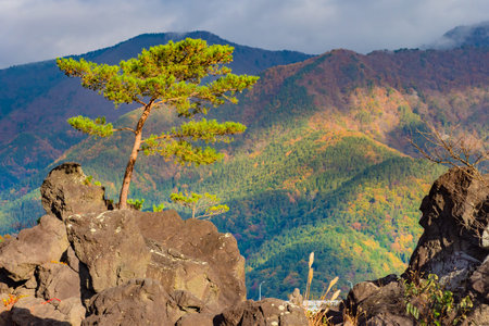 The nature of Japan. Landscape near lake Kawaguchiko. The tree grows on the beds. The nature of East...
