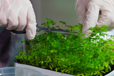 Parsley. Cooking with fresh herbs. Man cuts parsley. Concept - adding fresh herbs. Growing herbs in...