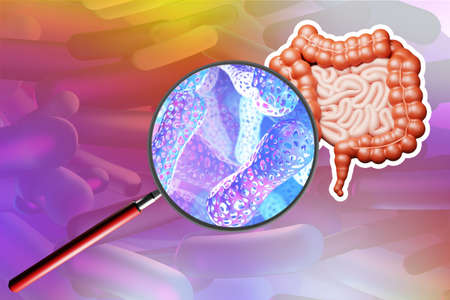 Intestinal tract with probiotics. Healthy gut flora. Probiotic bacteria under magnifying glass. Probiotic bacteria in the body. microscopic bacteria near the intestines. Gastrointestinal tract. 3d rendering.の写真素材