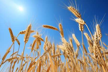 Spikelets of wheat under blue sky. Growing grain in agriculture. Wheat growing in farmer fieldの素材