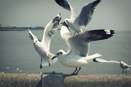 Seagull bird in Thailand Vintage setの写真素材