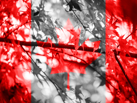 Flag of Canada, Canada Flag in autumn wallpaper   mapleの写真素材