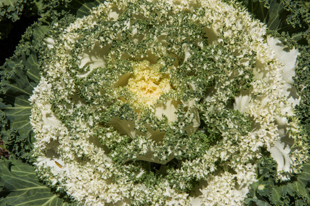 Chinese kale