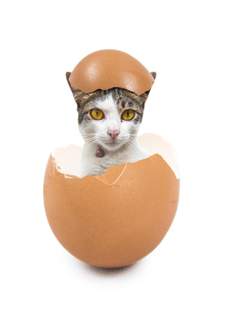 cat in the eggの写真素材