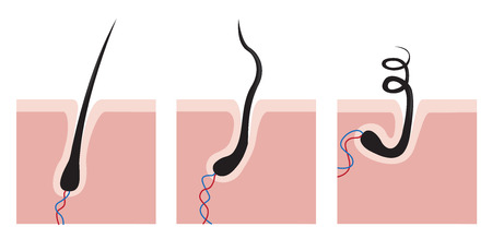 hair root shape , asian , caucasian and african hair vectorのイラスト素材