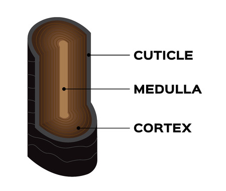 Structure of the hair. Hair anatomy and follicle. vectorのイラスト素材