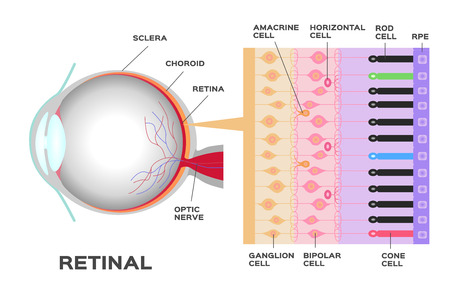 eye infographic: Photoreceptor in the retina of the eye. Structure and function rod and cone cells. Vector schemeのイラスト素材
