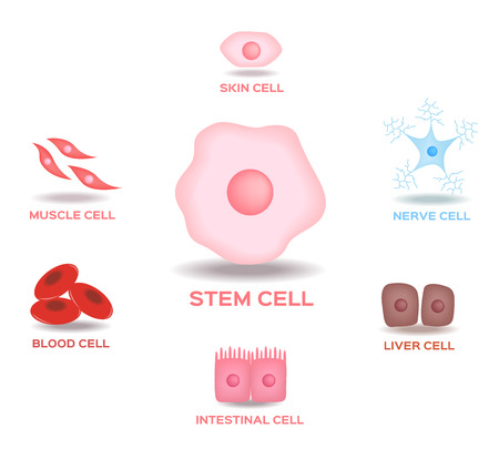 Illustration of the Human Stem Cell Applications on a white backgroundのイラスト素材