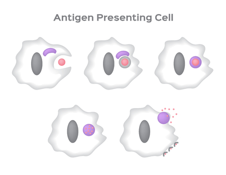 white blood cell eating bacteria . 5 white blood cell . anatomy . vectorのイラスト素材