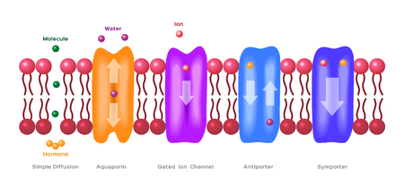Mechanisms for the transport of ions and molecules across cell membranes. Types of a channel in the cell membrane: simple diffusion, Aquaporin, Gated ion channel, Symporter and Antiporter . anatomyのイラスト素材