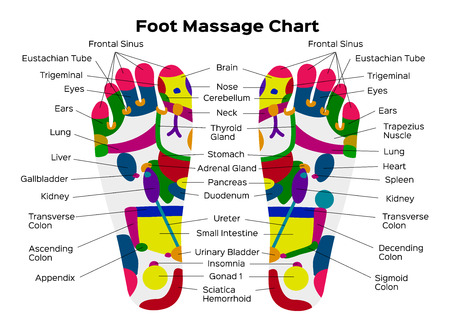 Stock Vector Illustration: Foot reflexology chart with accurate description of the corresponding internal organs and body parts. Vector illustration on black background. anatomyのイラスト素材