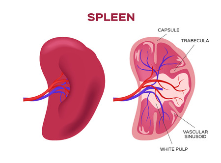 spleen vectorのイラスト素材