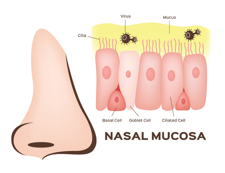 Nasal mucosa cells in nose vectorのイラスト素材