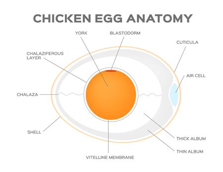 chicken egg anatomy vectorのイラスト素材