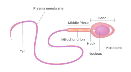 sperm vectorのイラスト素材