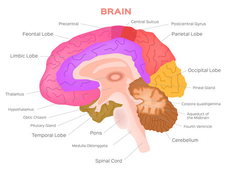 Brain anatomy vector . infographicのイラスト素材