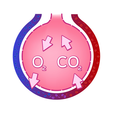 Alveolus in lung. gas exchange vector . anatomy concept.のイラスト素材