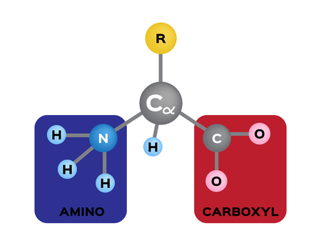 vector and illustration of amino acid structure . science and educationのイラスト素材