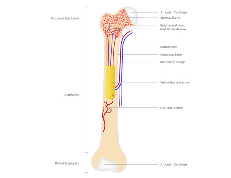 bone structure anatomy for science and education . vector illustration . human boneのイラスト素材
