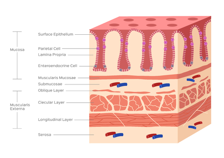 stomach and small intestine lining , villi and gutのイラスト素材