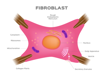 Fibroblast / a dermis cell vector . human organ and anatomy concept / collagenのイラスト素材