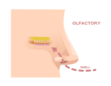 olfactory bulb (organ of smell) / nerve cells in nose / vectorのイラスト素材