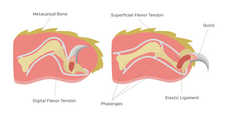 cat nail structure anatomy / vectorのイラスト素材