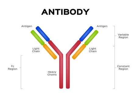 antibody molecule cell vector / Antigenのイラスト素材