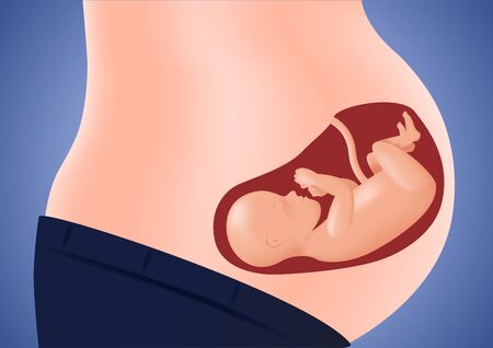 woman pregnant anatomy vectorのイラスト素材